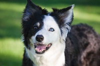 border-collie-ap-1bwcwp.jpg